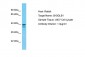 SH3GLB1 Antibody - C-terminal region